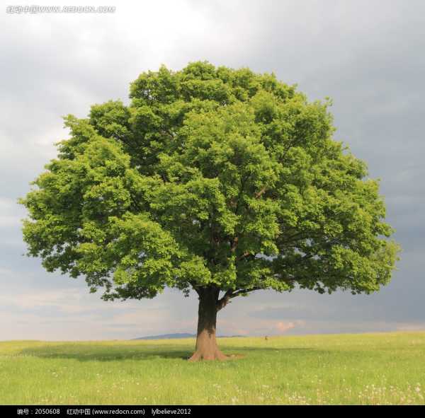 树字辈取名,传统文化与现代智慧的结合,象征,事业,希望,第1张 树字辈取名,传统文化与现代智慧的结合,象征,事业,希望,第1张