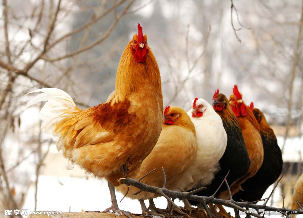 家养爬墙植物，化解障碍，提升家居运势,象征,能量,希望,第1张