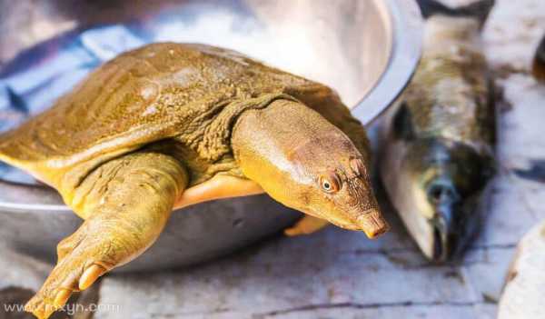 梦境解析,梦见吃甲鱼的征兆与寓意探究,象征,事业,挑战,第1张 梦境解析,梦见吃甲鱼的征兆与寓意探究,象征,事业,挑战,第1张