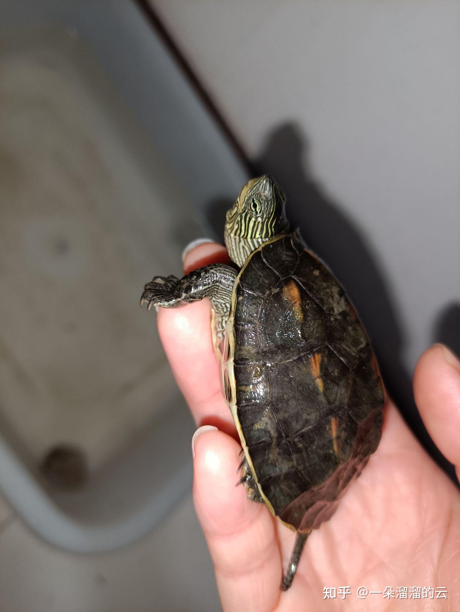 捡到乌龟，解读中的象征与生活启示,象征,事业,能量,第1张