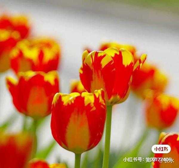 十二星座中的之神，信运星座解析,象征,事业,挑战,第1张