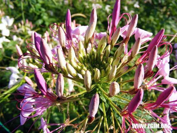 解梦梦见肉菜花,探寻梦境中的神秘预兆,象征,事业,挑战,第1张 解梦梦见肉菜花,探寻梦境中的神秘预兆,象征,事业,挑战,第1张