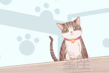 解梦梦见猫说话什么意思,象征,挑战,解梦,第1张