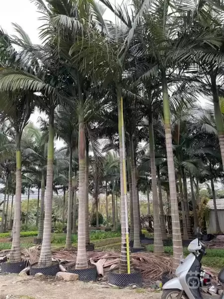 假槟榔禁忌解析，如何辨别与选择安全的槟榔材料,气场,风水布局,风水,第1张
