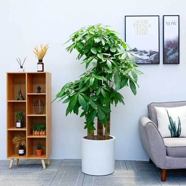 家养招财，植物、装饰与布局的艺术,象征,事业,气场,第1张