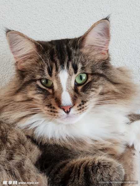 猫狗也能测吉凶？houses的神秘方法,象征,气场,吉凶,第1张