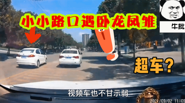 路口遇白猫，预兆与解梦的深层解析,象征,挑战,解梦,第1张