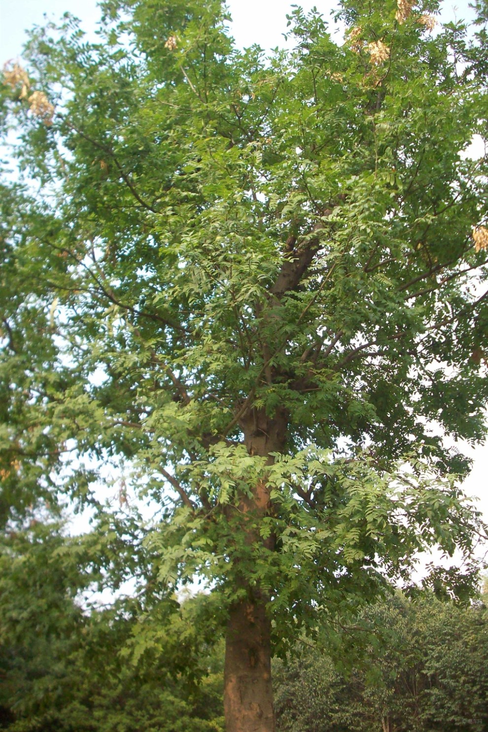 revealed:求签的真正技巧，你真的知道吗？,自我,求签,希望,第1张