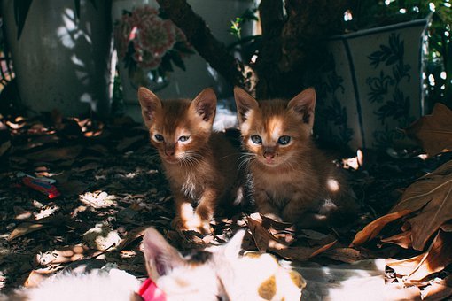 林姓男孩取名字灵感与技巧,象征,希望,光明,第1张