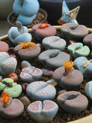 生石花,中的自然艺术,象征,气场,能量,第1张 生石花,中的自然艺术,象征,气场,能量,第1张