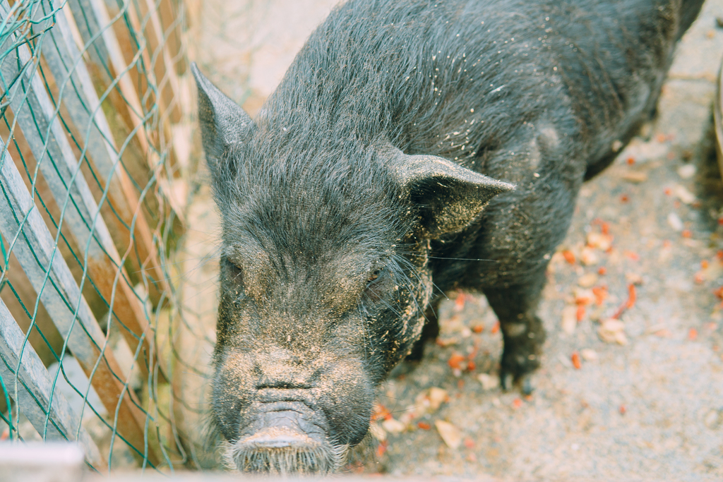猪年宝宝取名，佑字的寓意与选择,象征,宝宝取名,希望,第1张