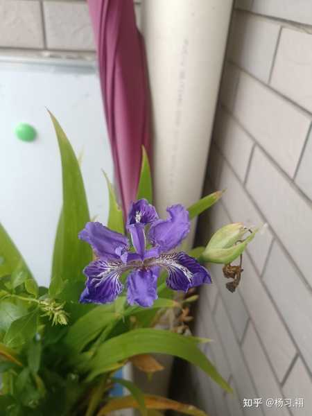 梦见凤尾花，解读与启示,象征,希望,装饰品,第1张