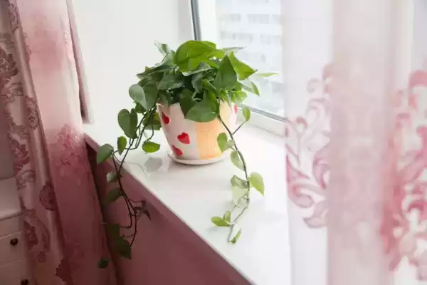 屋内摆放花盆的讲究与选择建议,象征,事业,气场,第1张