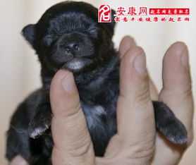 梦见小狗算命，解读梦境中的神秘动物,象征,命运,算命,第1张