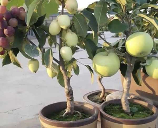 家庭种什么果树不好，学中的果木选择,象征,气场,财运,第1张