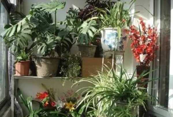 高层住户宝典，高层屋里养这些花，连连，财源滚滚！,象征,希望,美好,第1张