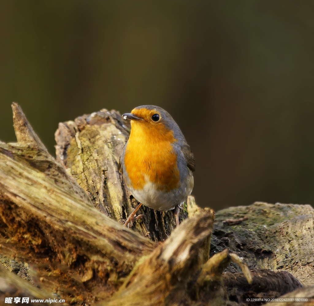 小鸟进新房，预兆与解梦的深层解析,象征,事业,挑战,第1张