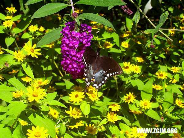 梦见狗打花,解读周公解梦的奥秘,象征,挑战,希望,第1张 梦见狗打花,解读周公解梦的奥秘,象征,挑战,希望,第1张