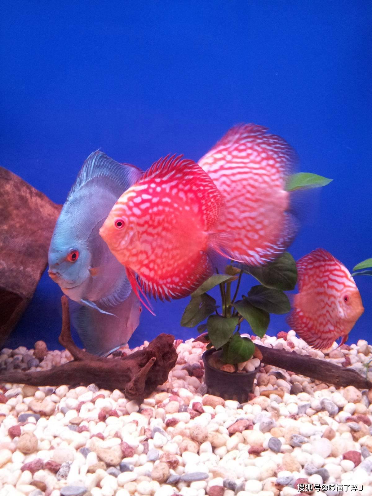 什么鱼鱼最贵,象征,事业,气场,第1张 什么鱼鱼最贵,象征,事业,气场,第1张