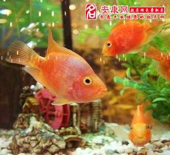 梦见大嘴鱼，解读梦境中的财富与智慧象征,象征,希望,解梦,第1张
