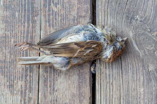 麻雀被人咬死，预兆与解梦解析,象征,挑战,解梦,第1张