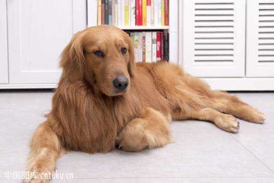金毛犬与算命，误解与真相,象征,算命,占卜,第1张