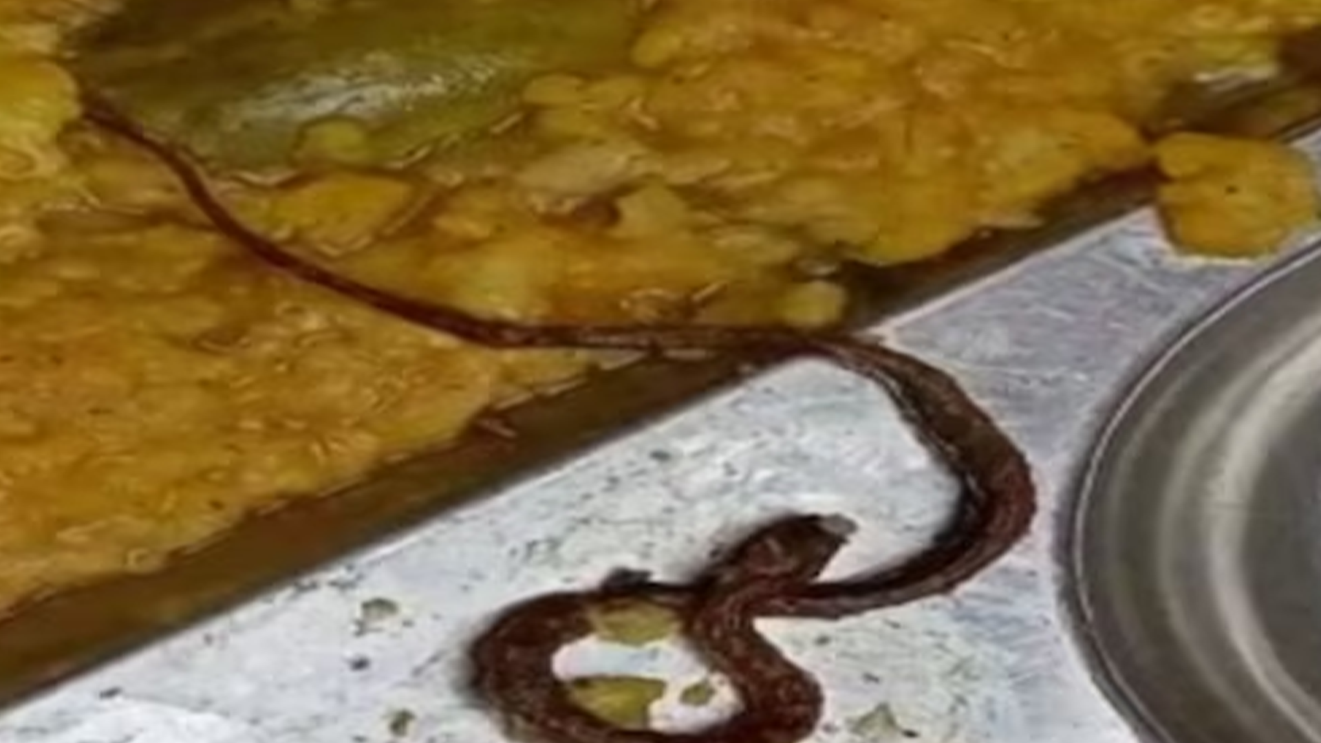 院内发现死蛇，预兆与解梦的深层解析,象征,自我,解梦,第1张