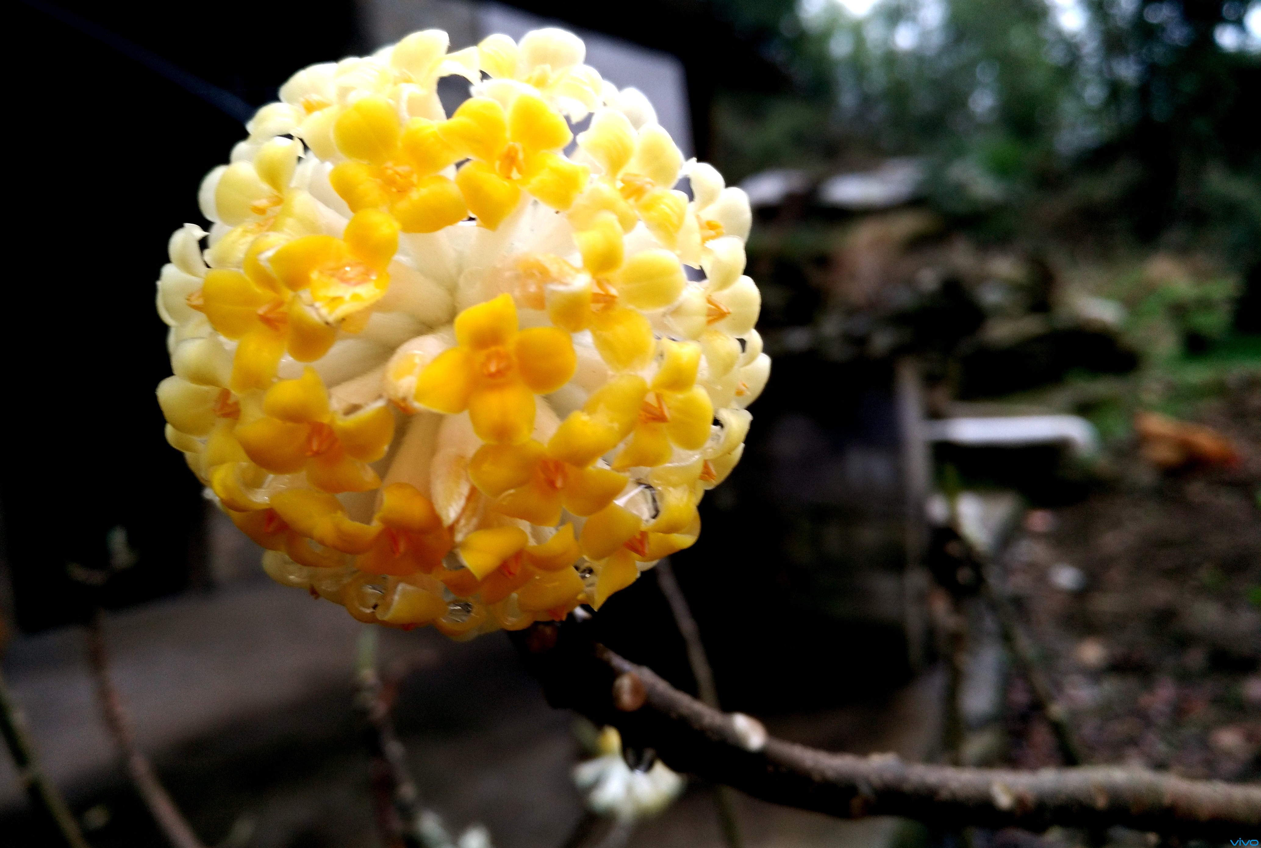 梦见花，预示与解析,象征,事业,挑战,第1张