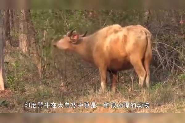 牛、羊、狮子，你吉凶的神秘力量,象征,命运,挑战,第1张