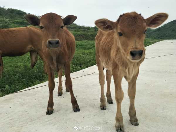 盘加黄牛宝宝命名艺术与传统,象征,命运,文化传承,第1张