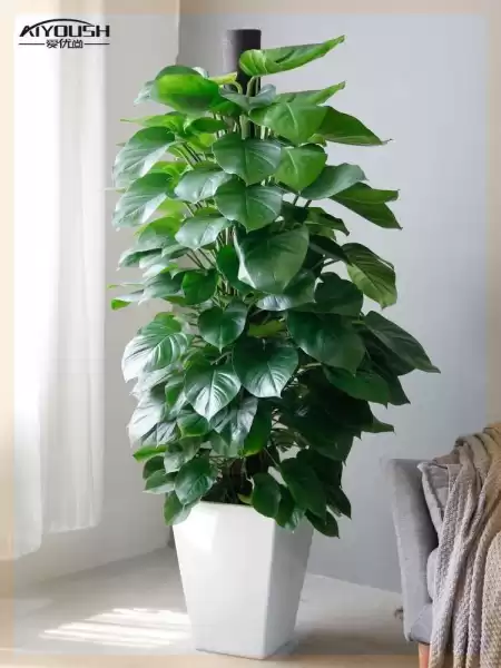 屋内绿植忌讳什么颜色,气场,能量,成功,第1张