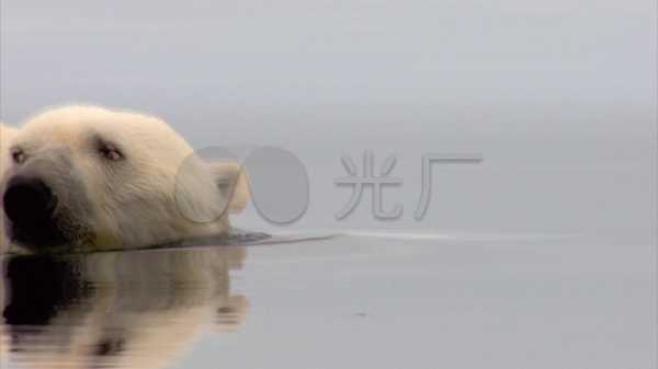 比熊叫声吉凶准吗?科学解析与实际案例分析,吉凶,健康状况,宠物,第1张 比熊叫声吉凶准吗?科学解析与实际案例分析,吉凶,健康状况,宠物,第1张