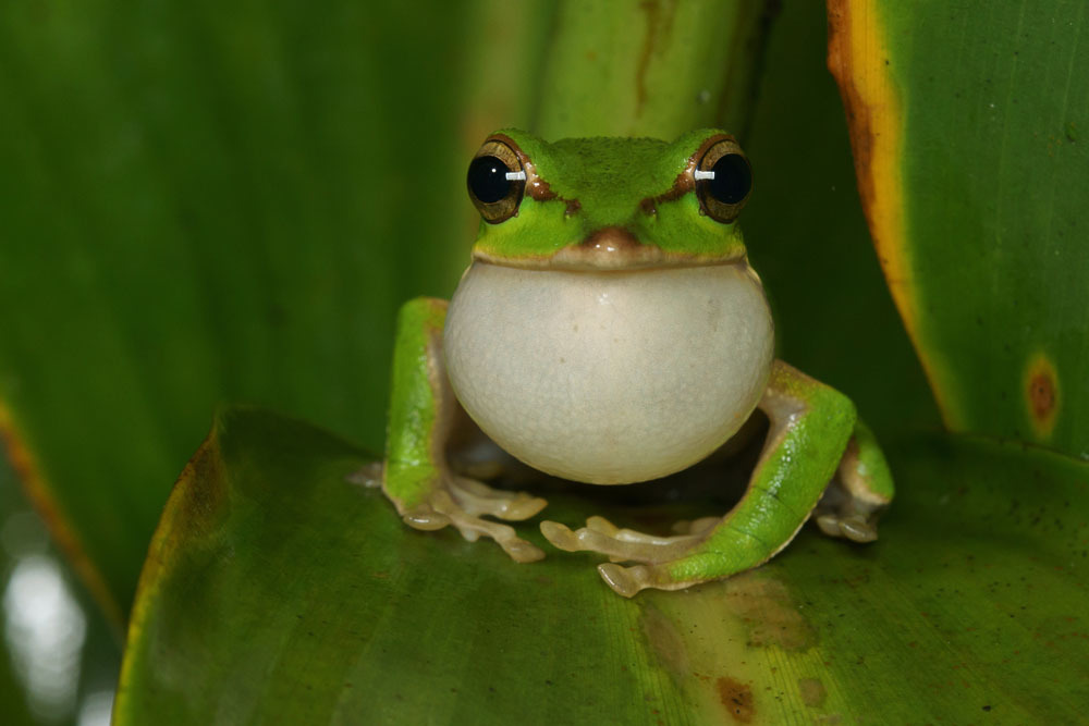 十二星座的青蛙,它们的名字与故事,象征,十二星座,希望,第1张 十二星座的青蛙,它们的名字与故事,象征,十二星座,希望,第1张