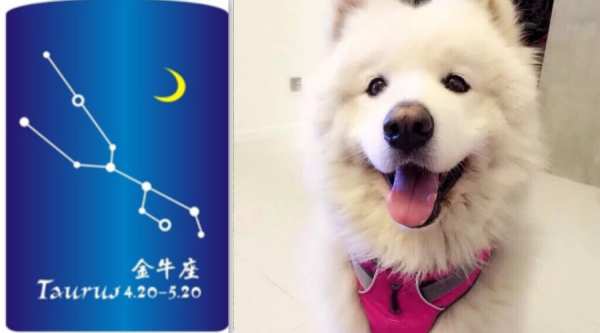 十二星座，最适合养什么白狗？,希望,十二星座,星座,第1张