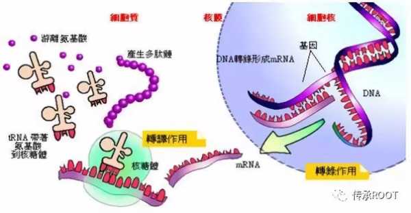 ，可以详细解释每个部分，结合生肖学和运势学的理论，给出具体的建议。比如，在事业方面，可以建议老鼠在2023年适合从事与服务行业相关的工作，或者提升自己的学术能力，提升专业素养,象征,事业,挑战,第1张