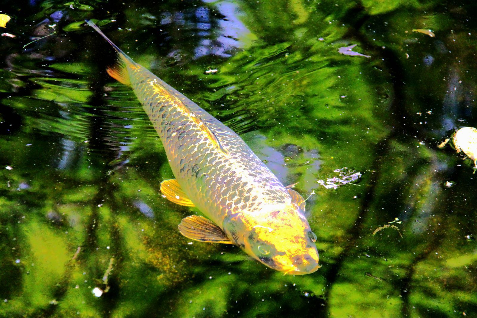金光闪闪,小学封顶大吉,象征,事业,挑战,第1张 金光闪闪,小学封顶大吉,象征,事业,挑战,第1张