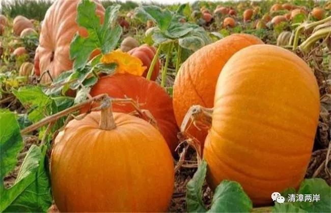 南瓜的禁忌,驱邪纳福的得力工具,象征,事业,能量,第1张 南瓜的禁忌,驱邪纳福的得力工具,象征,事业,能量,第1张