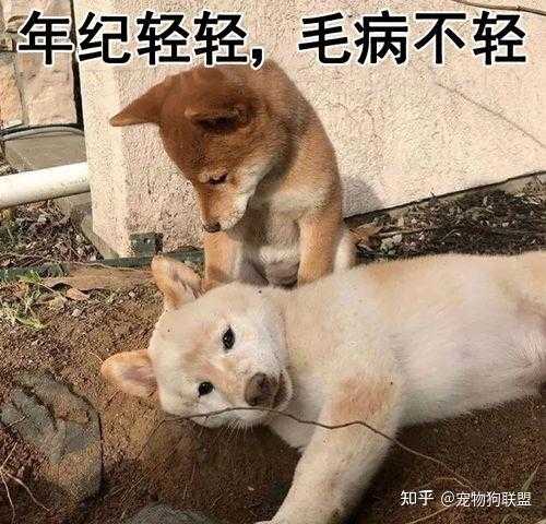 老是碰到死狗，预兆与解梦,象征,挑战,解梦,第1张
