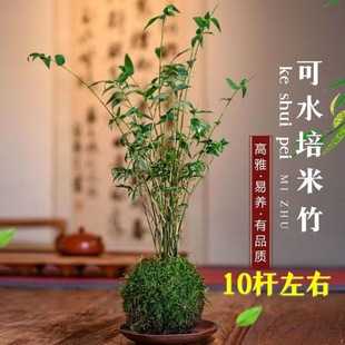 米竹的禁忌与植物搭配解析,象征,气场,能量,第1张