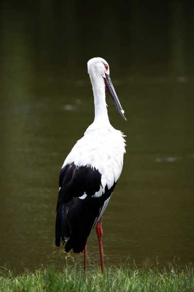 白鹤神数算命，传统命理的智慧与现代应用,象征,命运,八字,第1张