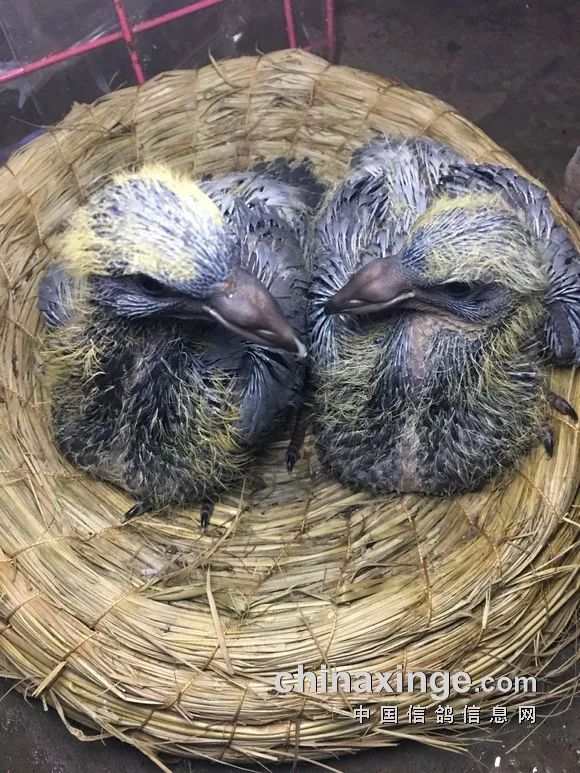 梦见鸽子幼崽，周公解的象征意义,象征,希望,解梦,第1张