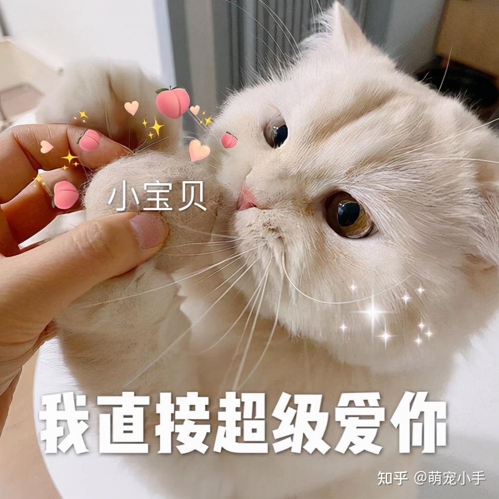 自己来的猫,带来与和谐,象征,能量,与和谐,第1张 自己来的猫,带来与和谐,象征,能量,与和谐,第1张