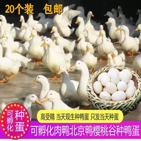 解的鸭子孵蛋，预示着什么？,象征,希望,自我,第1张
