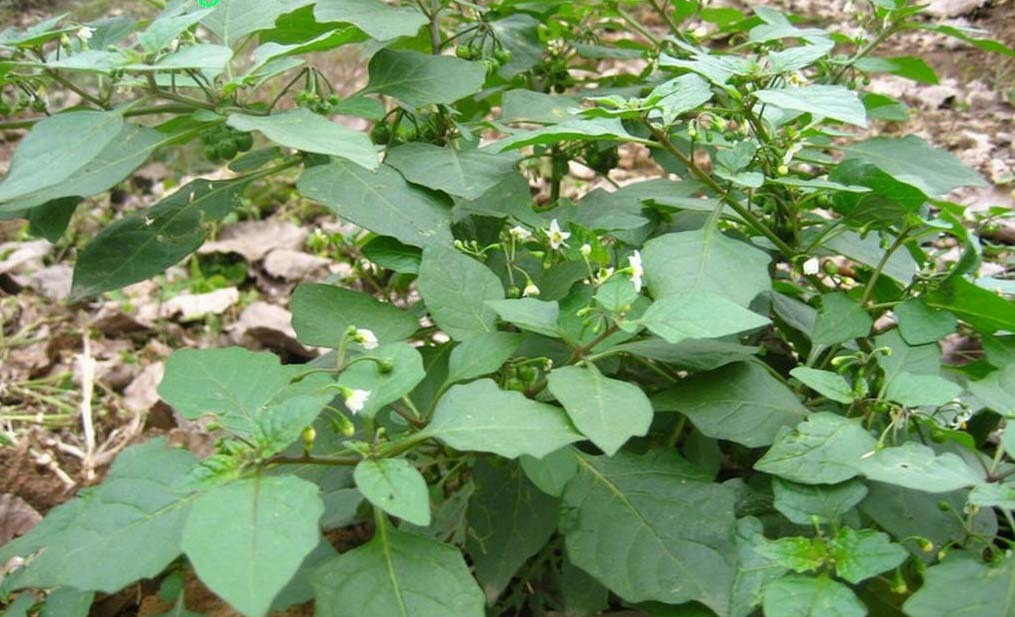 上山虎取名男宝宝，自然与文化的力量,象征,事业,挑战,第1张