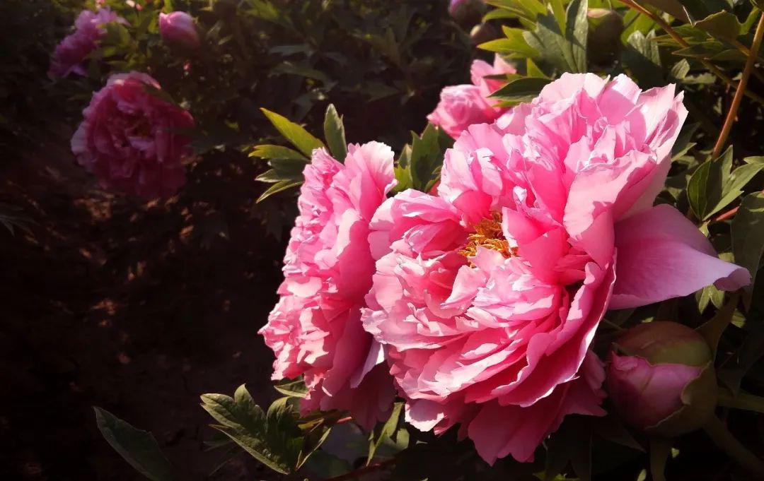 一朵富贵花吉凶图片,解读与凶煞的象征意义,象征,命运,事业,第1张 一朵富贵花吉凶图片,解读与凶煞的象征意义,象征,命运,事业,第1张