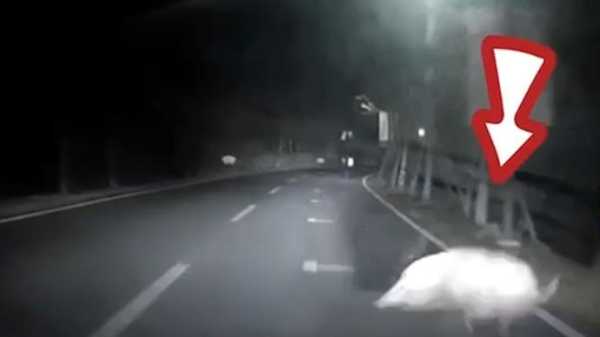 路上发现死牛预兆，解梦与启示,命运,解梦,占卜,第1张