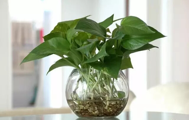 家中养绿萝，中的贵客与生活美学,象征,希望,气场,第1张