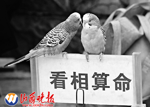 街边算命的鹦鹉，一场跨越物种的灵性对话,命运,算命,美好,第1张