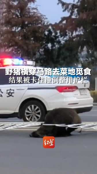 梦见野猪堵路，预兆与解梦的深层解析,象征,挑战,自我,第1张
