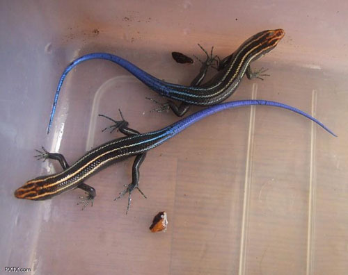 梦见四脚蛇,预兆与象征解析,象征,挑战,希望,第1张 梦见四脚蛇,预兆与象征解析,象征,挑战,希望,第1张